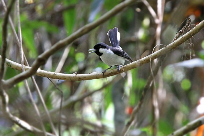 Banda Sea Monarch - ML728794