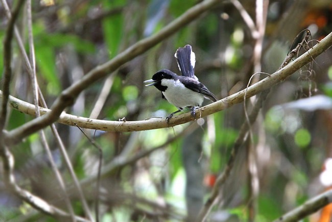 Black-bibbed Monarch - ML728794