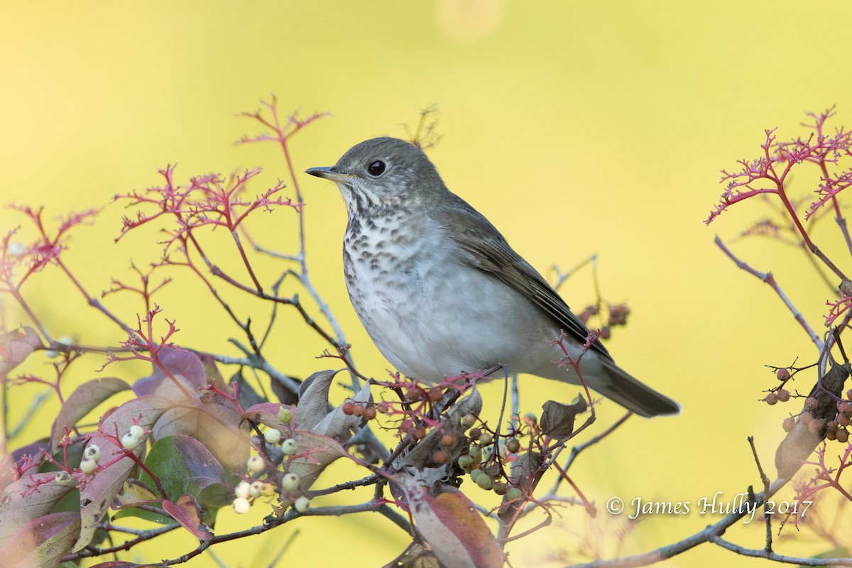 Gray-cheeked Thrush - ML72879431