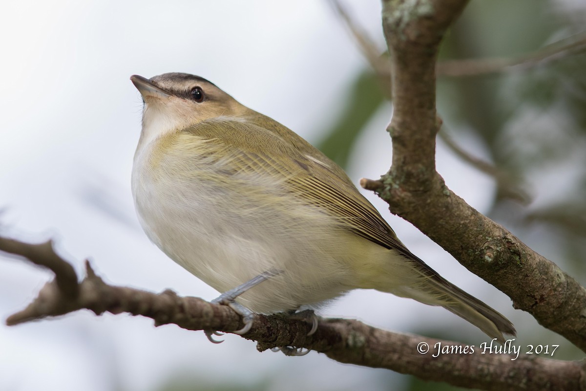 Red-eyed Vireo - ML72879461