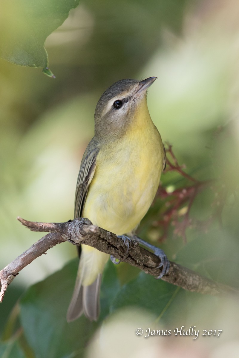 Vireo de Filadelfia - ML72879471