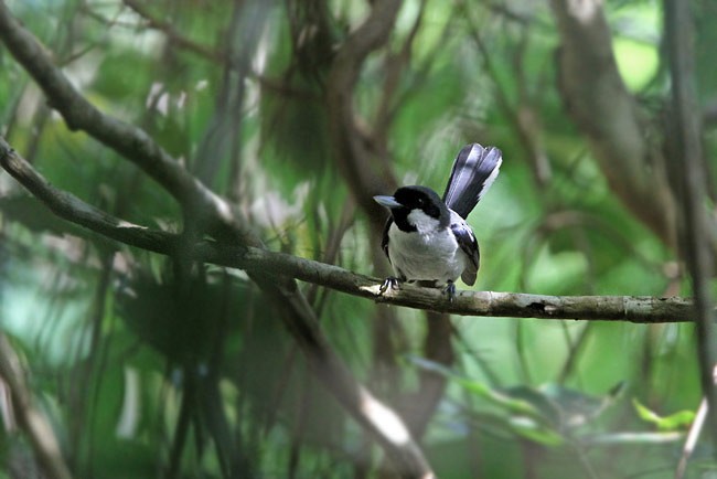 Black-bibbed Monarch - James Eaton