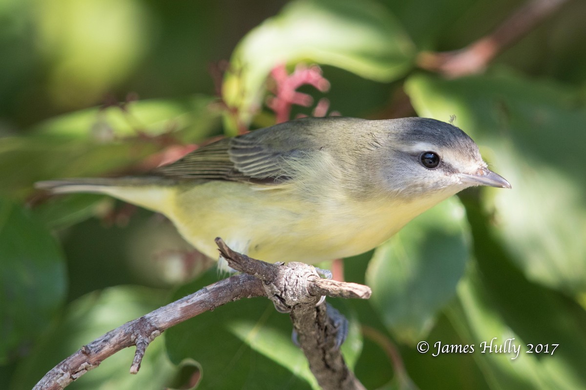 Vireo de Filadelfia - ML72879511