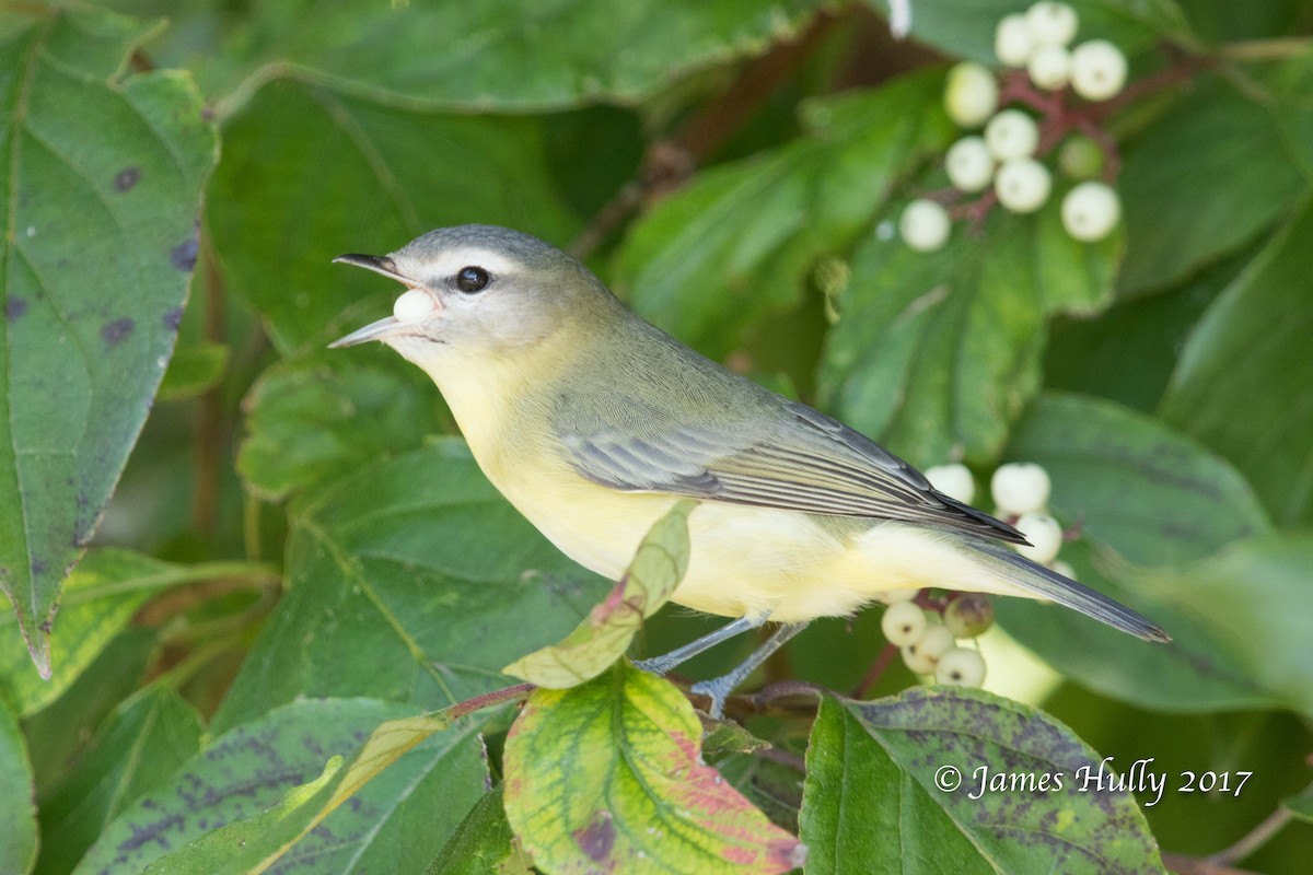 Vireo de Filadelfia - ML72879541