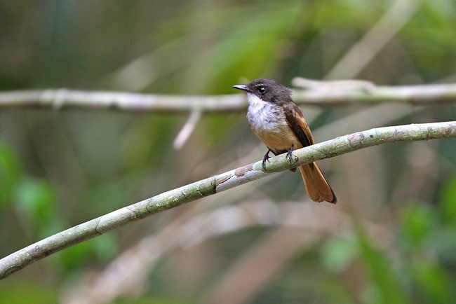 Cinnamon-tailed Fantail - ML728799