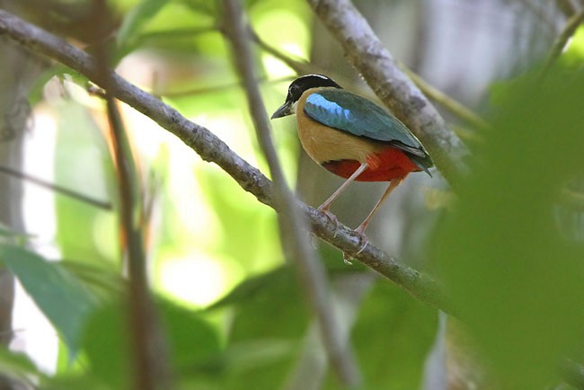 Banda Sea Pitta - ML728800