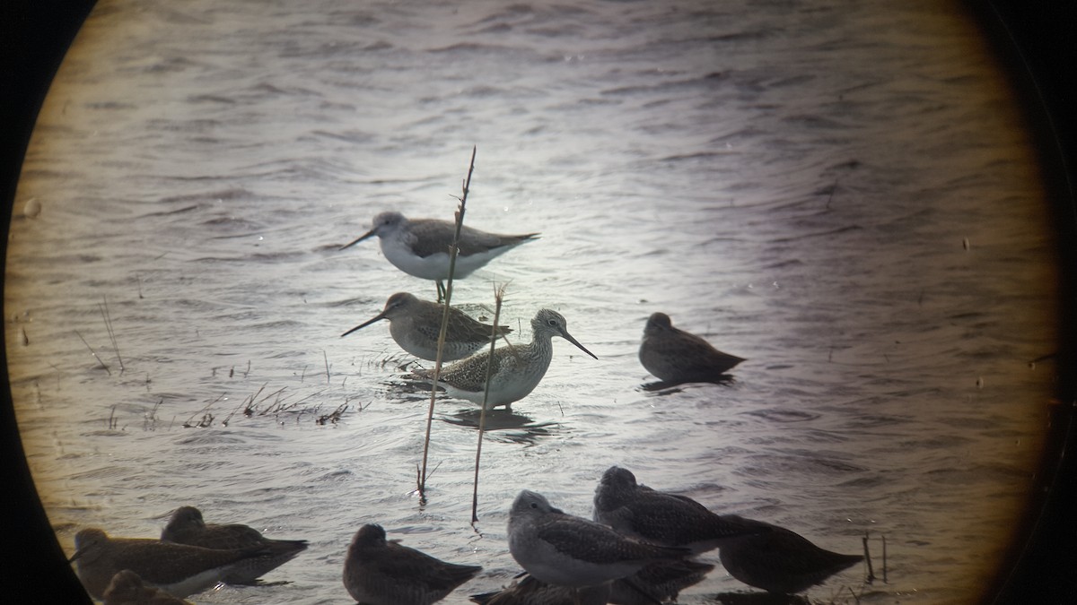 Common Greenshank - Ray Duffy