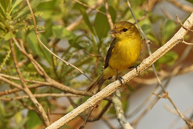 Golden-bellied Flyrobin - ML728803