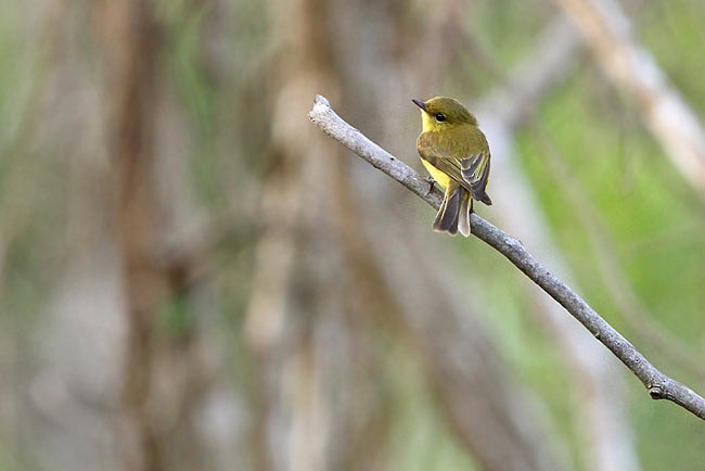 Golden-bellied Flyrobin - James Eaton