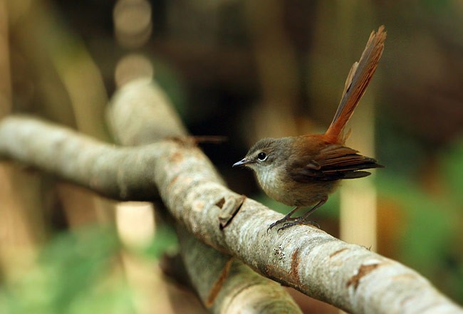 Long-tailed Fantail - ML728811