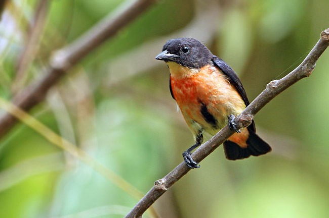 Pink-breasted Flowerpecker (Pink-breasted) - ML728813