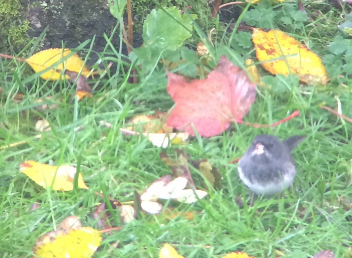 Junco Ojioscuro x Chingolo Gorjiblanco (híbrido) - ML72881461