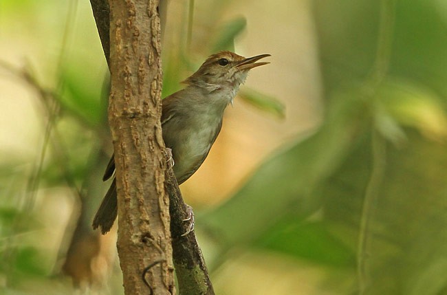 Tanimbar Bush Warbler - ML728819