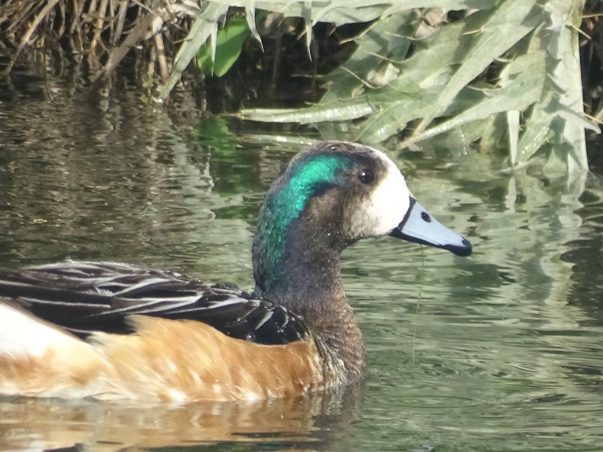 Chiloe Wigeon - Mario Ramírez