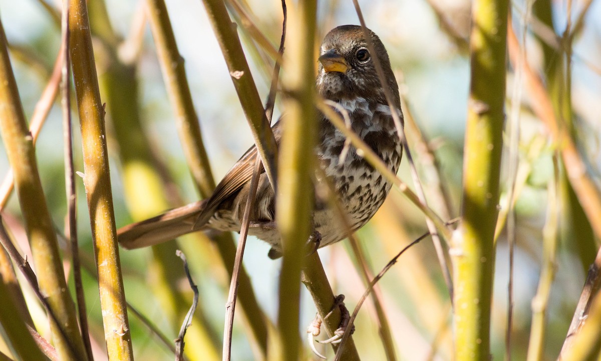 Fox Sparrow (Sooty) - ML72883491