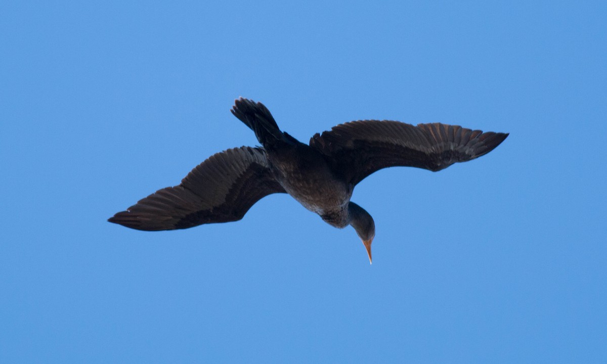 Double-crested Cormorant - ML72883641