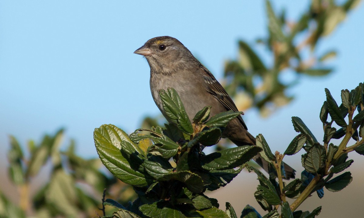 Golden-crowned Sparrow - ML72884151