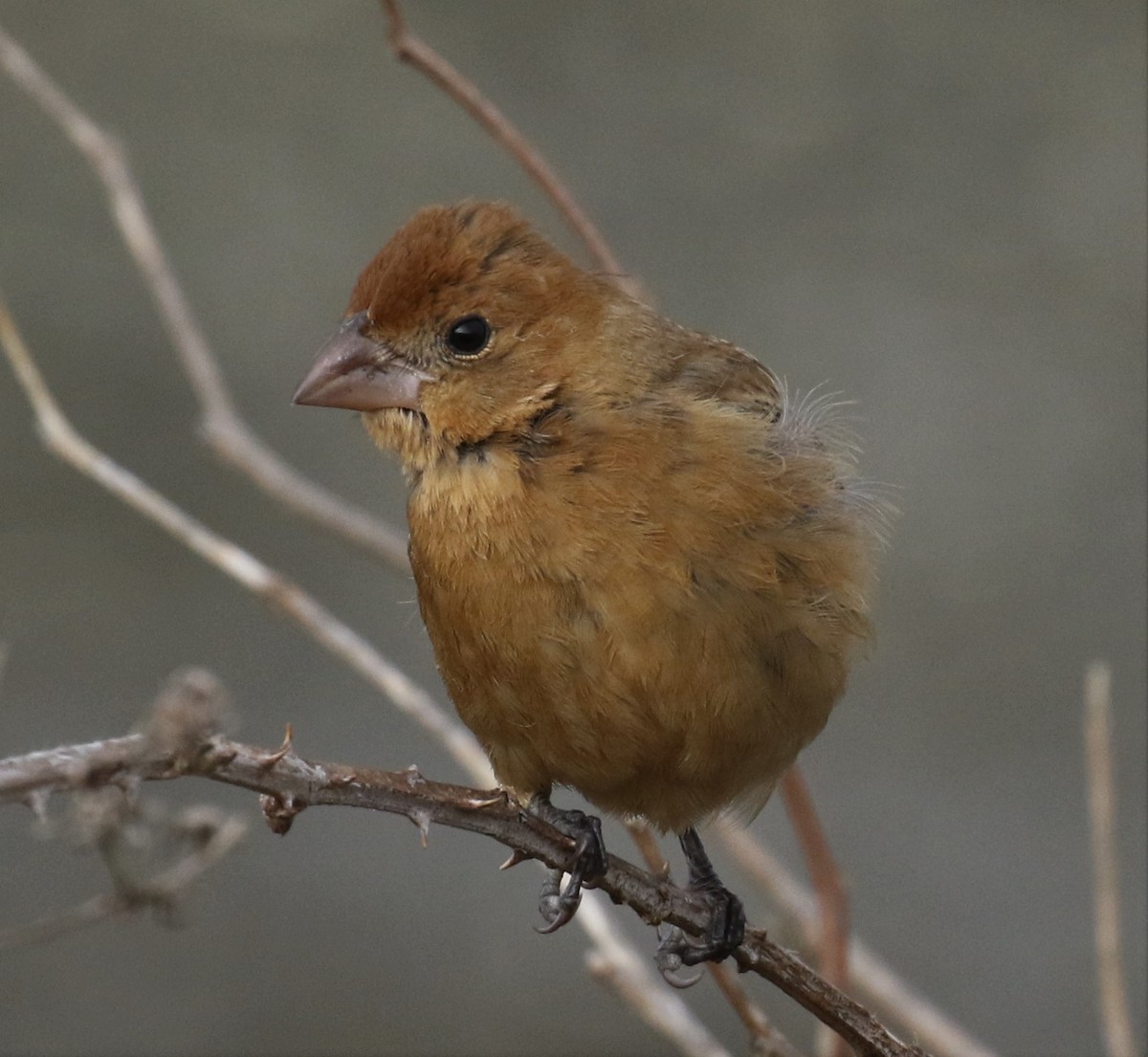 Blue Grosbeak - ML72884241