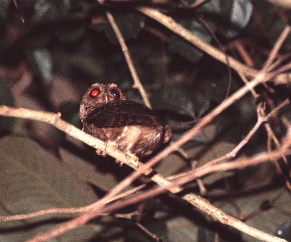 Reddish Scops-Owl - ML728847
