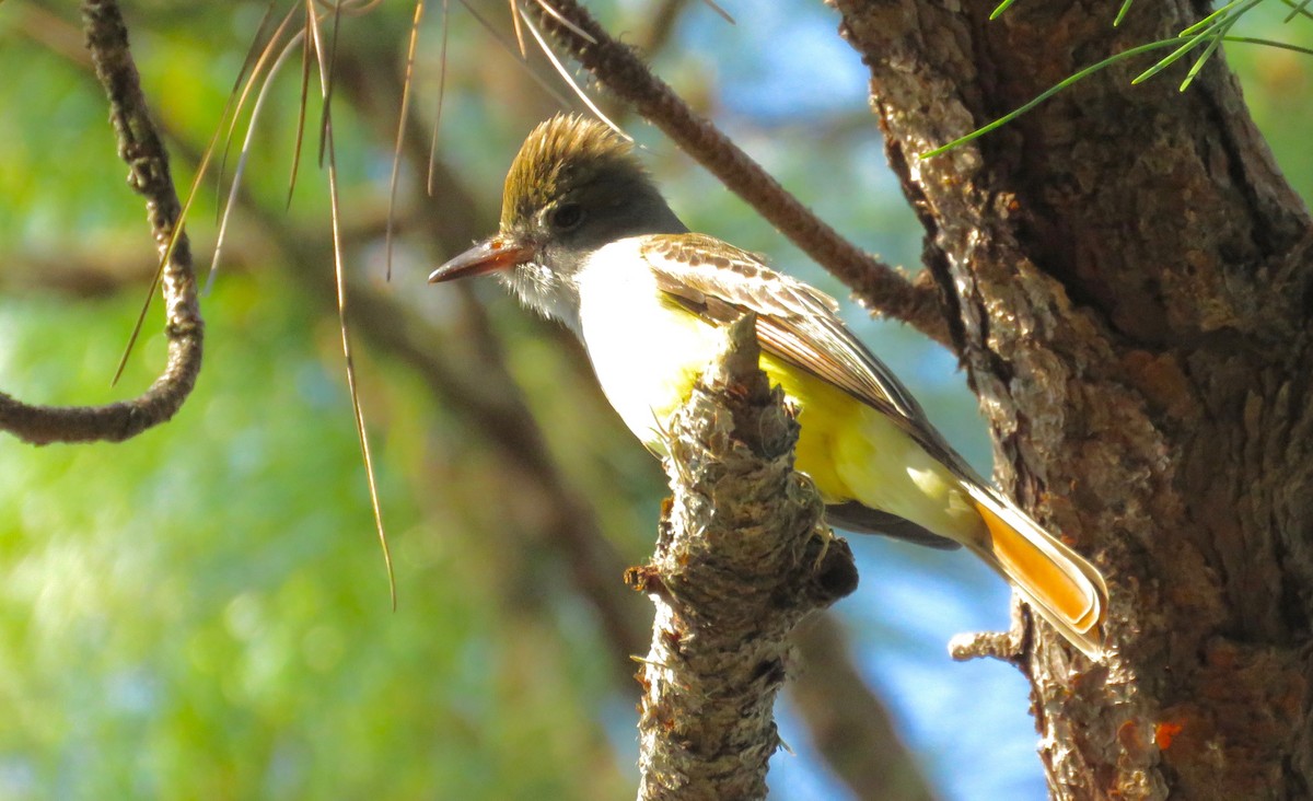 Great Crested Flycatcher - ML72886301