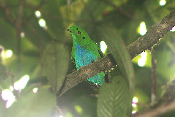 Hose's Broadbill - James Eaton