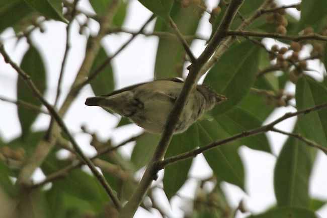 Brown-backed Flowerpecker - ML728886