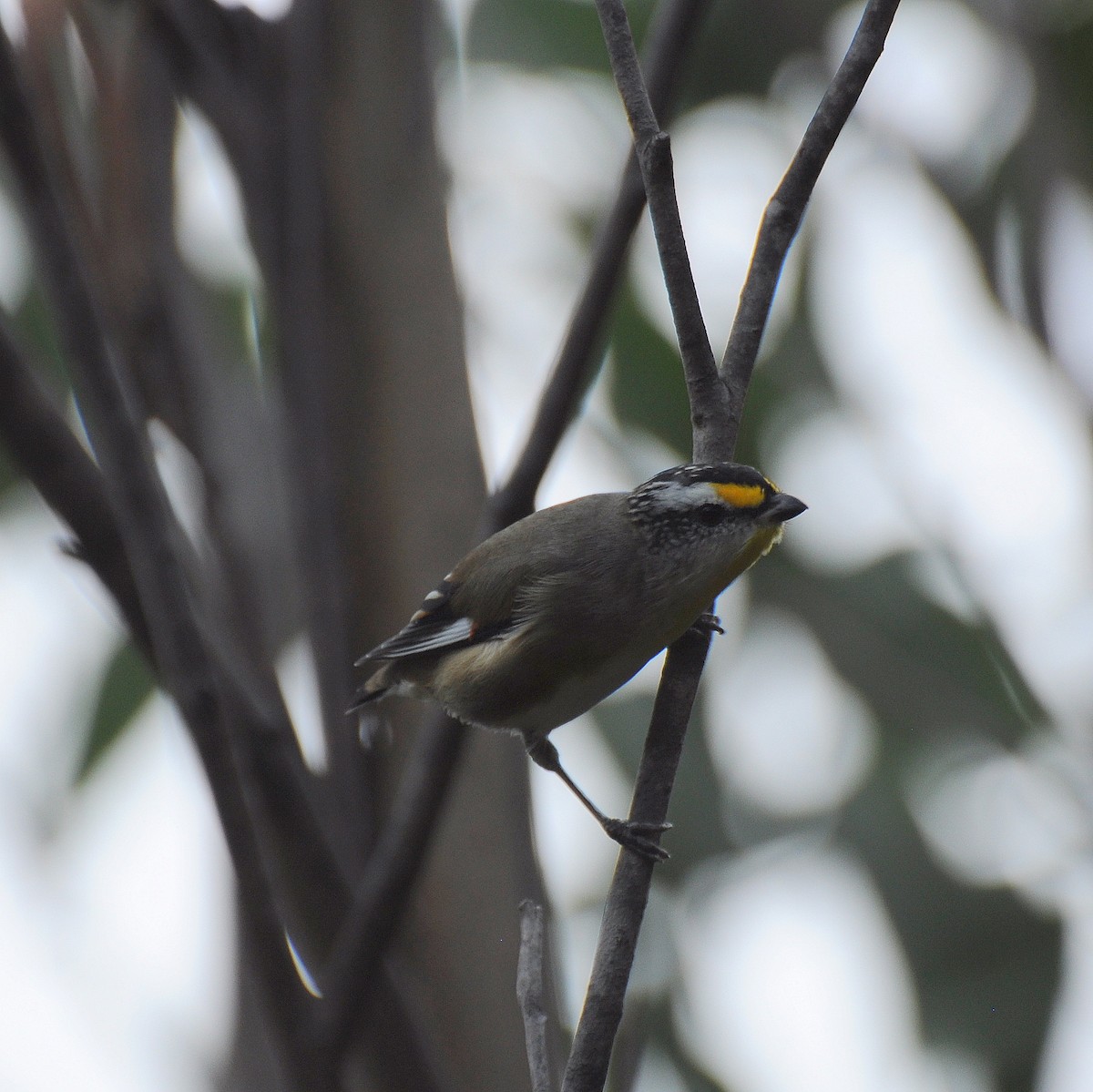 Striated Pardalote - ML72888881
