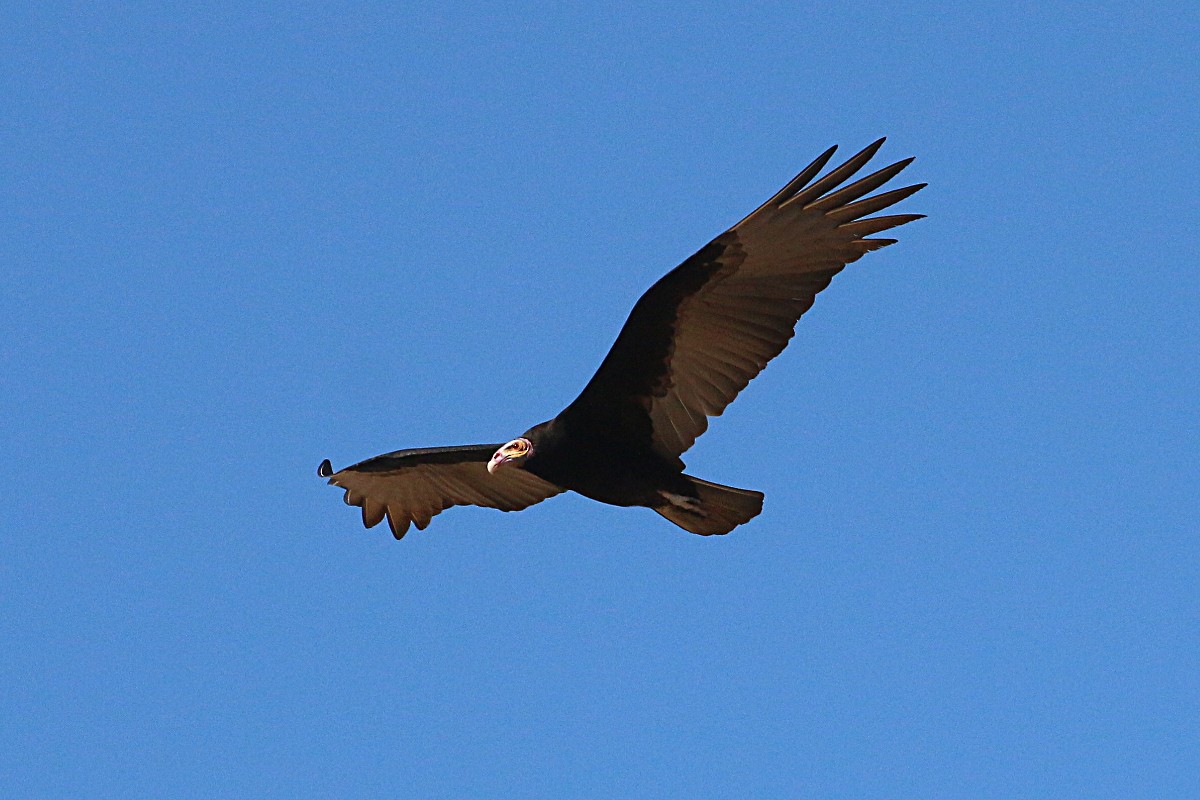 Lesser Yellow-headed Vulture - ML72890891
