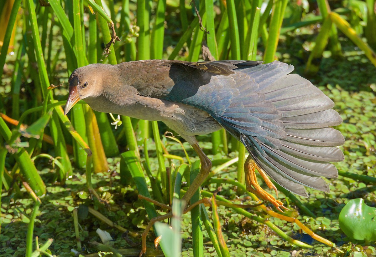 Purple Gallinule - Harlan Stewart