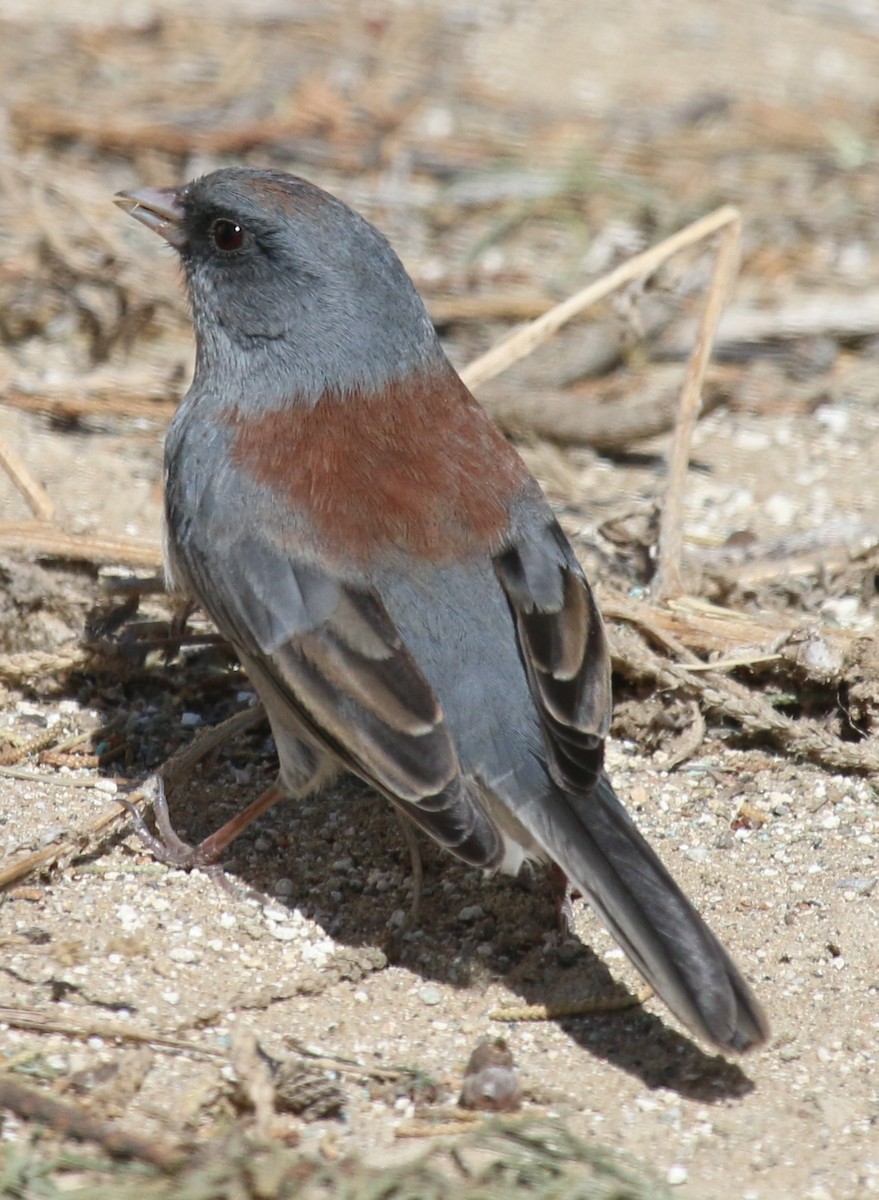 Dark-eyed Junco (Gray-headed) - ML72895161