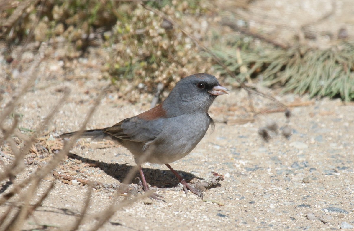Dark-eyed Junco (Gray-headed) - ML72895171