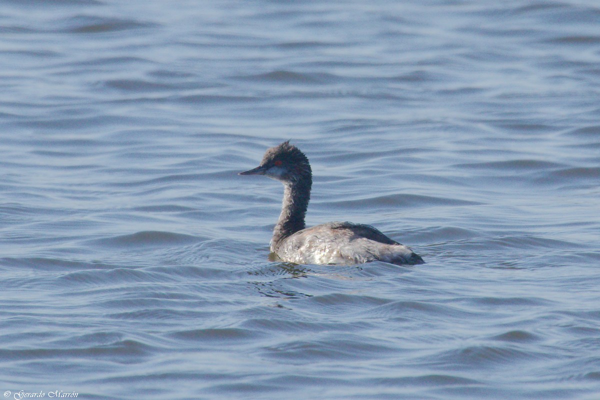 Eared Grebe - ML72895381