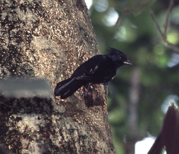 Sultan Tit (Black-crested) - ML728954