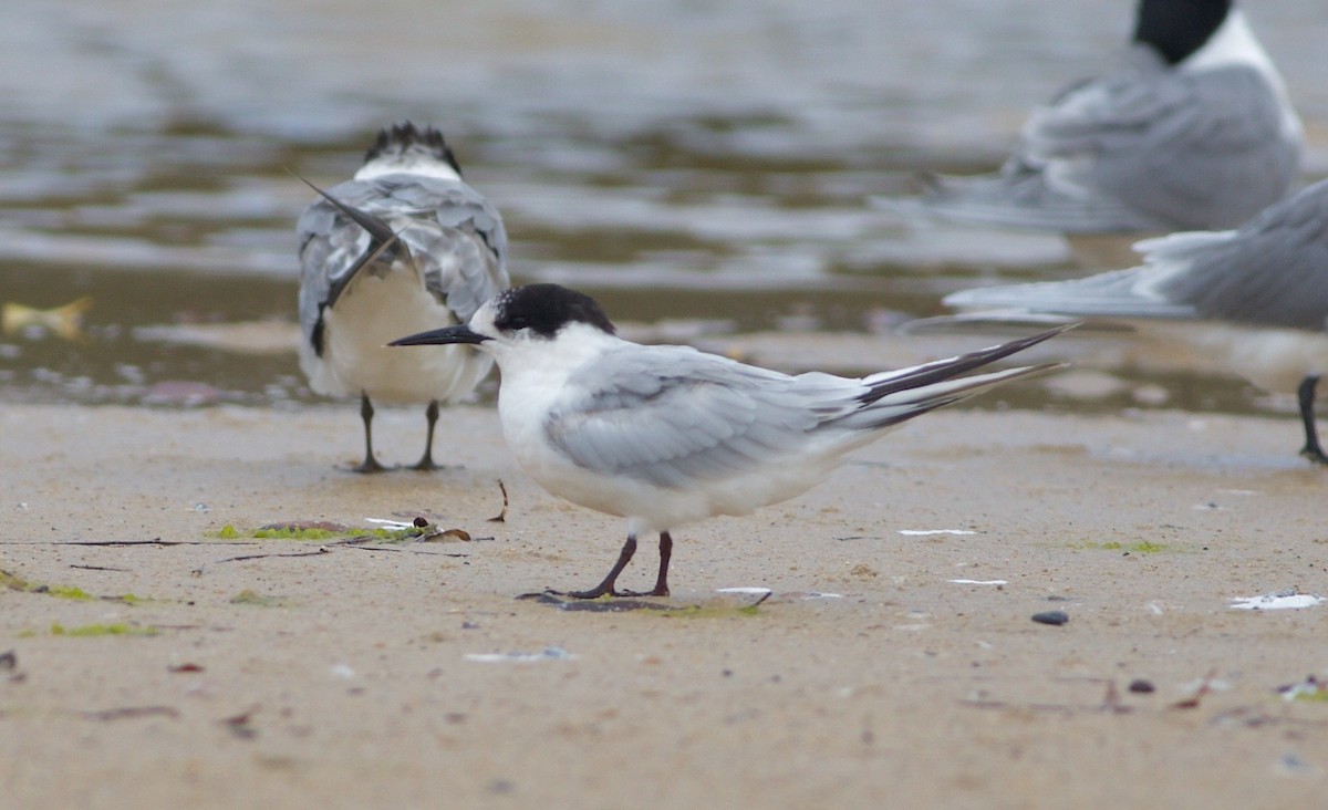 White-fronted Tern - ML72896101