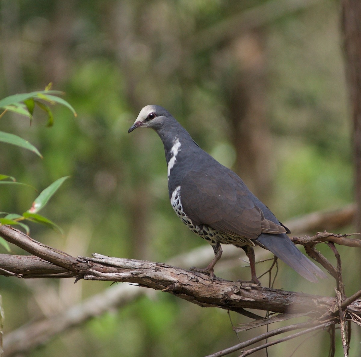 Wonga Pigeon - ML72896171