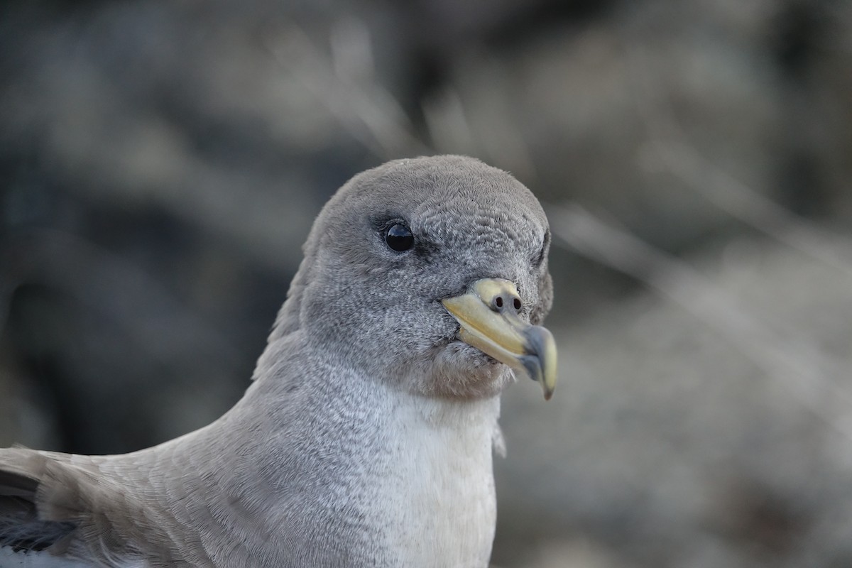 Scopoli's Shearwater - Ottavio Janni