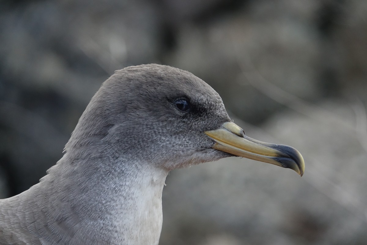 Scopoli's Shearwater - Ottavio Janni