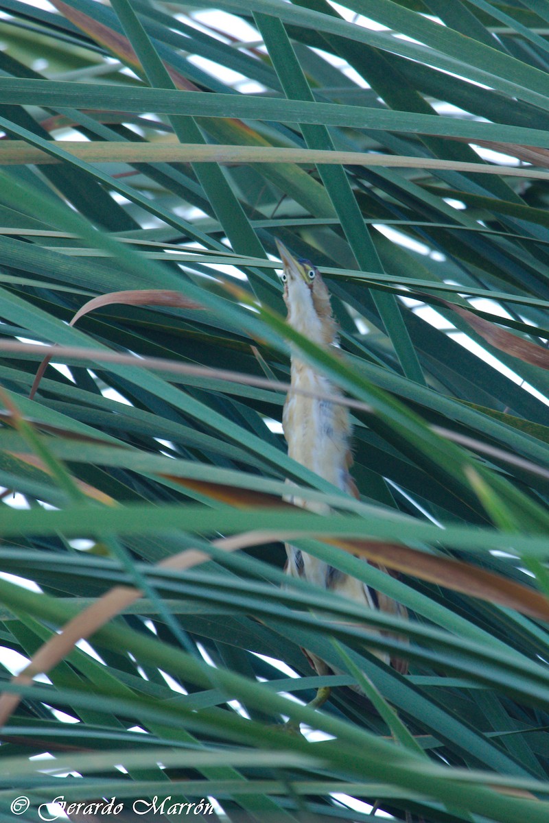 Least Bittern - ML72897081