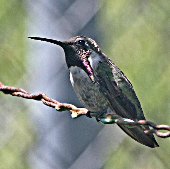 Colibri de Costa - ML72898211