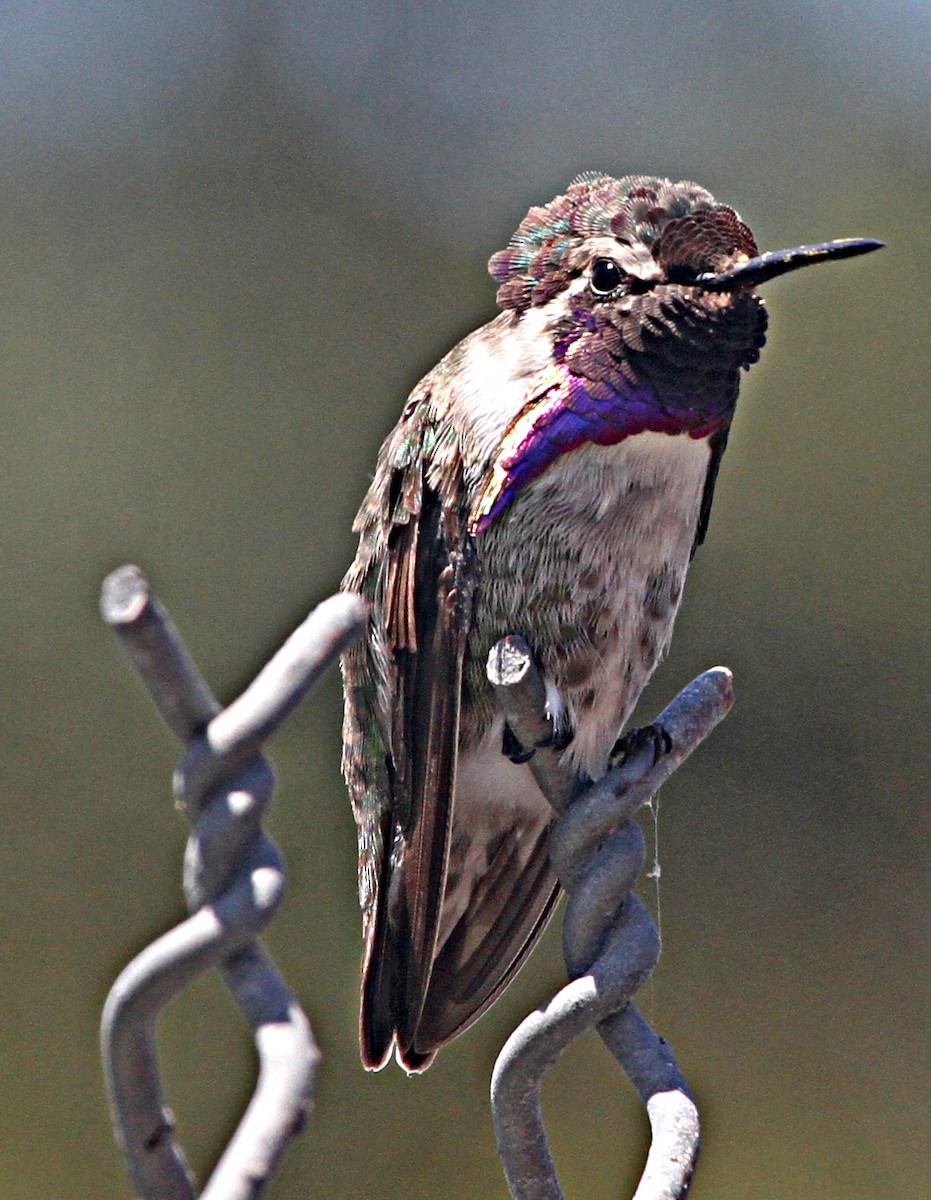 Colibri de Costa - ML72898221