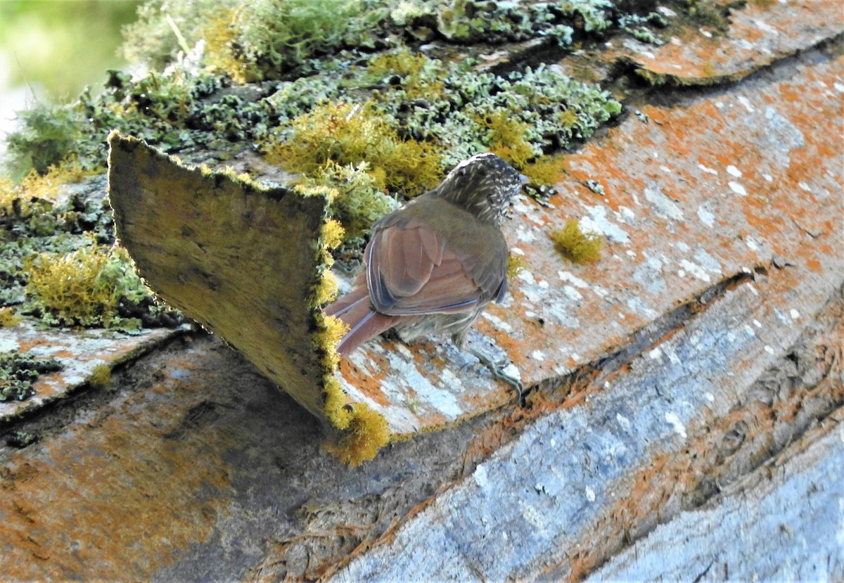 Streak-headed Woodcreeper - ML72899321