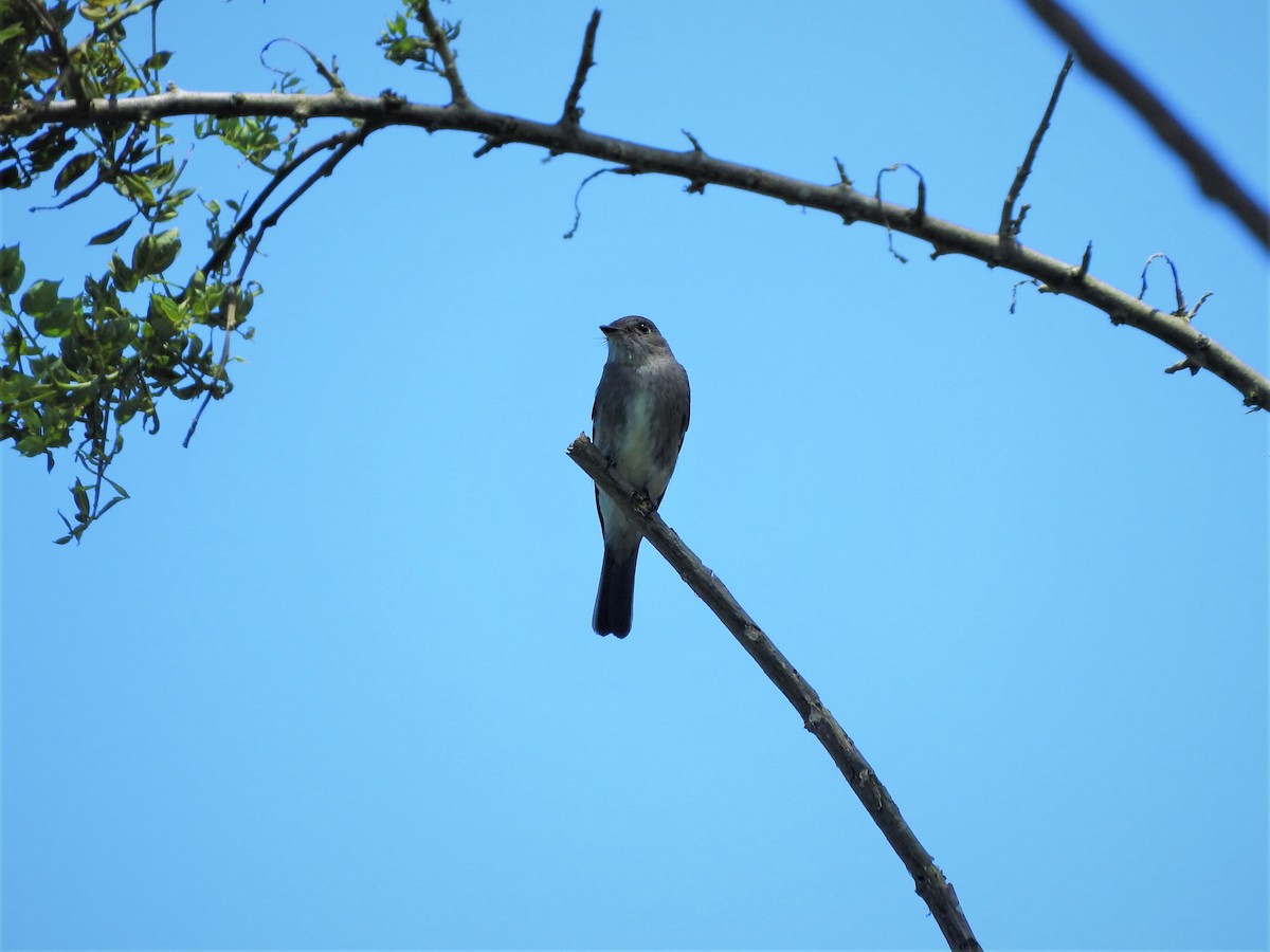 Western Wood-Pewee - Gabriel Camilo Jaramillo Giraldo