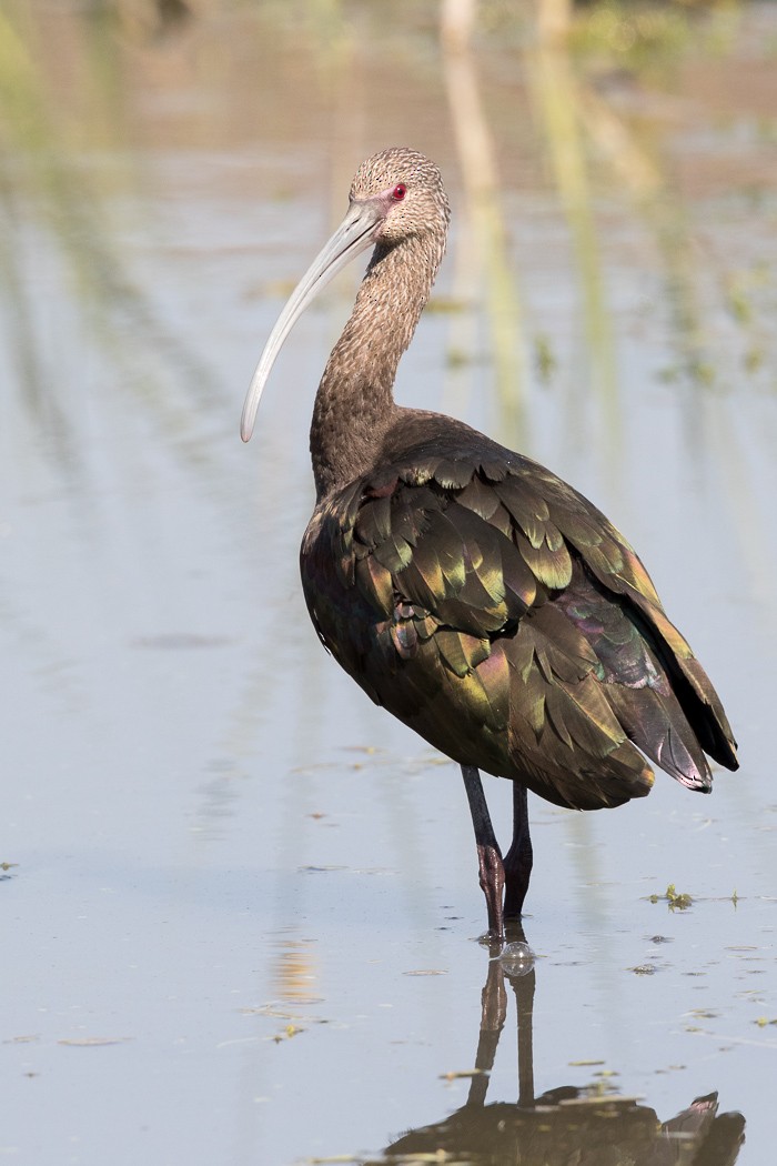 White-faced Ibis - ML72900341