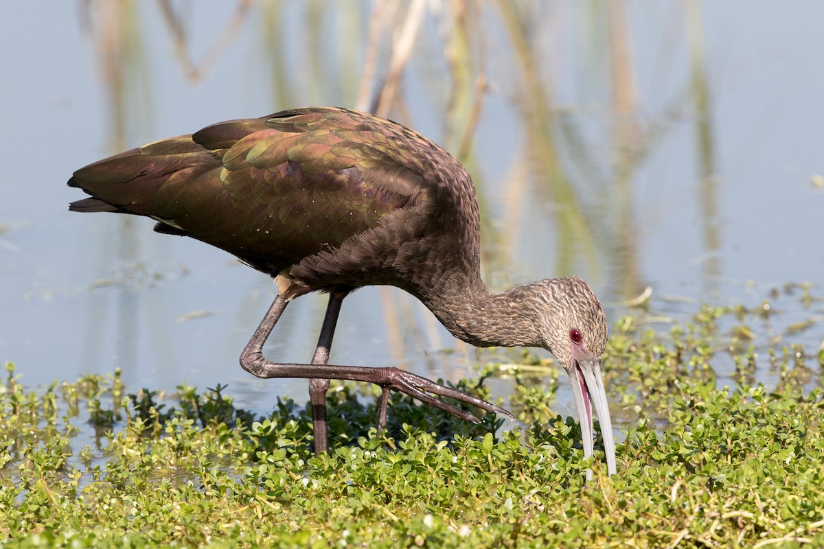 White-faced Ibis - ML72900351