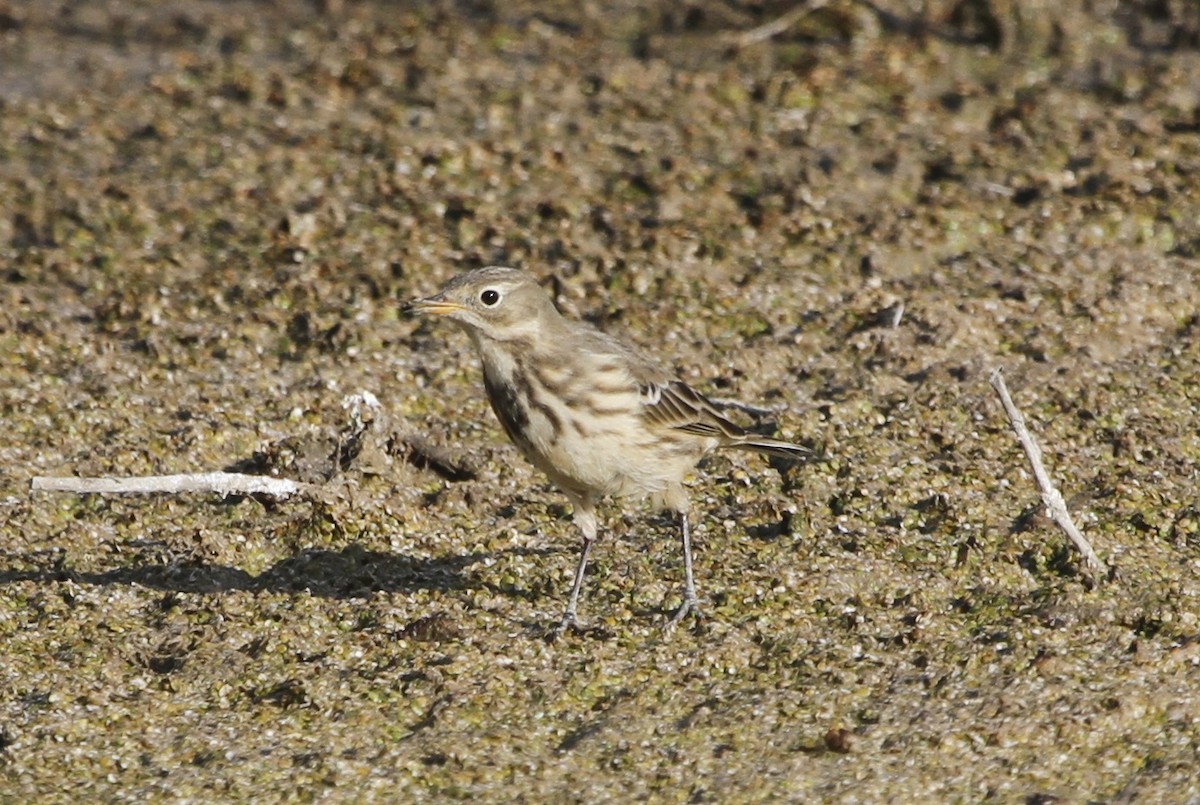 American Pipit - ML72900501