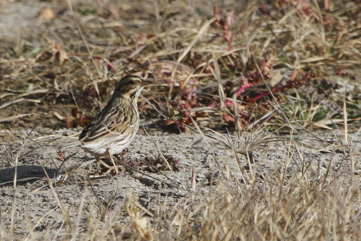 Savannah Sparrow - ML72900521