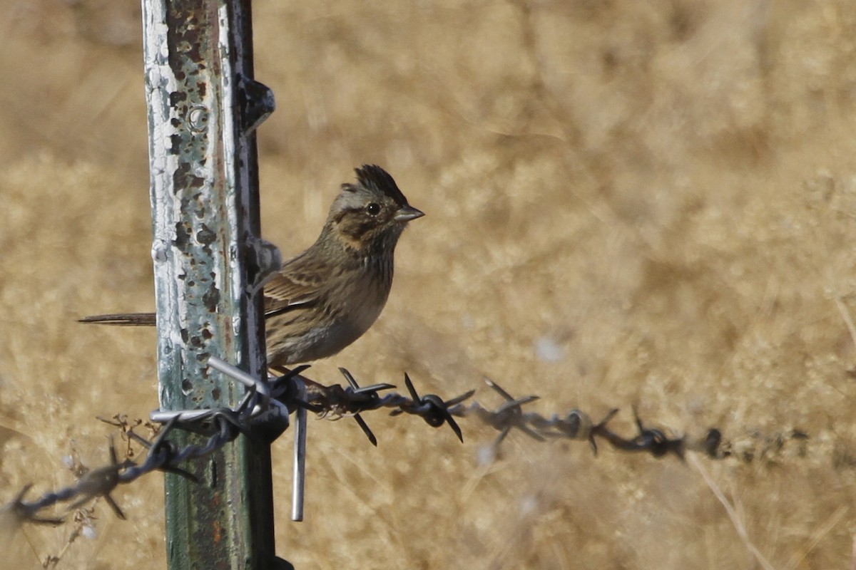 Lincoln's Sparrow - ML72900541