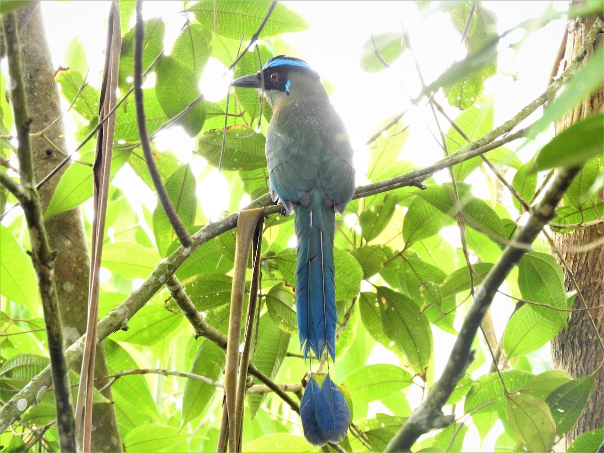 Andean Motmot - Gabriel Camilo Jaramillo Giraldo