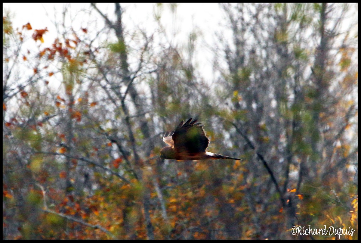 Northern Harrier - ML72900701