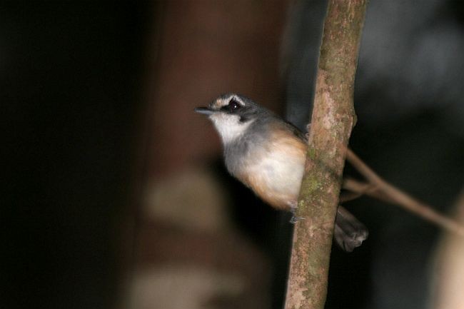 Gray-breasted Babbler - ML729008